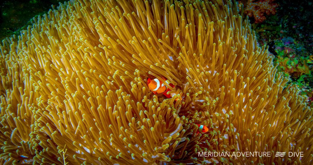 Clownfish The Raja Ampat Creature Feature