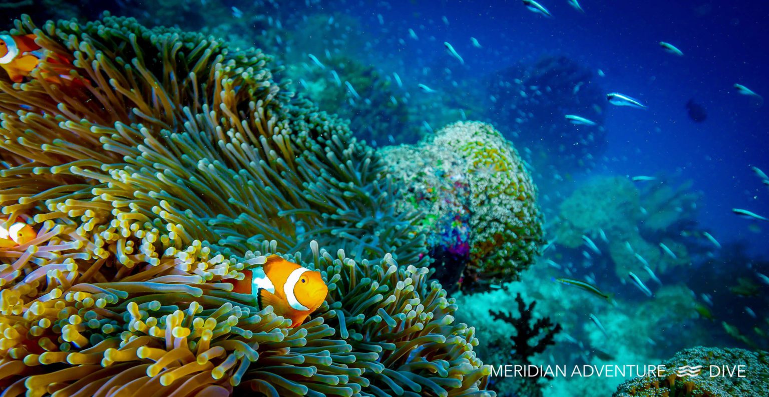 Clownfish The Raja Ampat Creature Feature