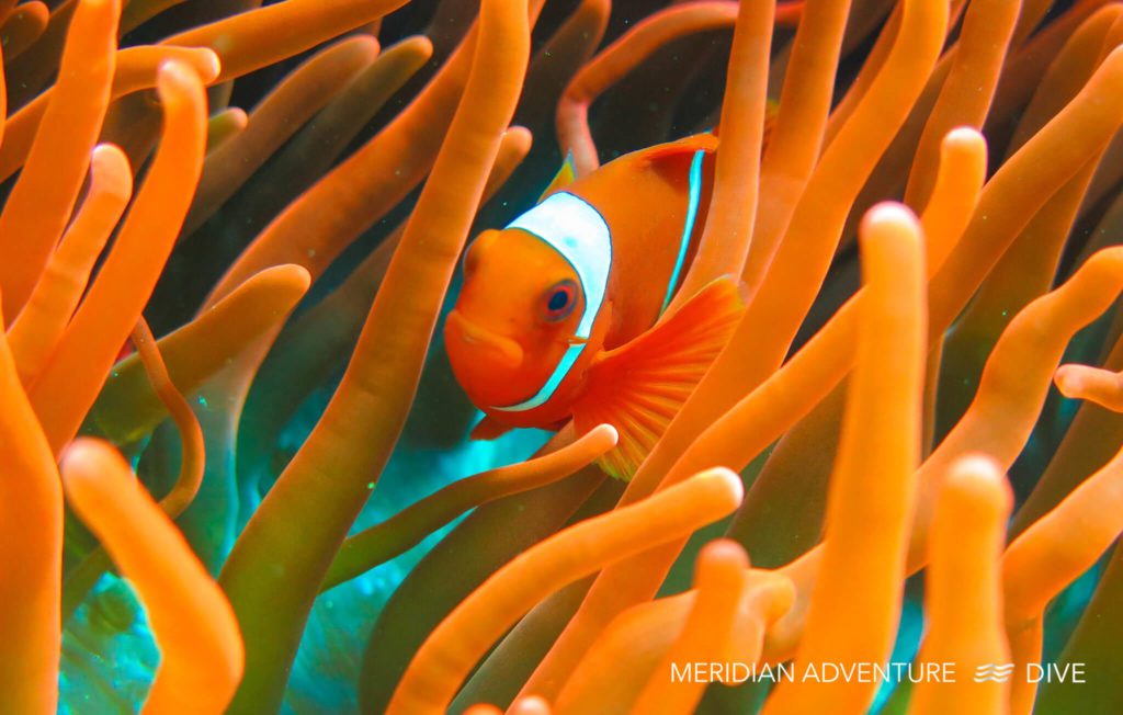 Clownfish The Raja Ampat Creature Feature