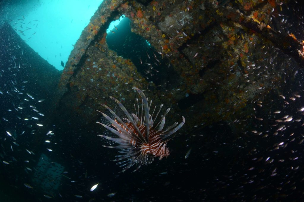Diving the Wreck of the Ex HMAS Brisbane