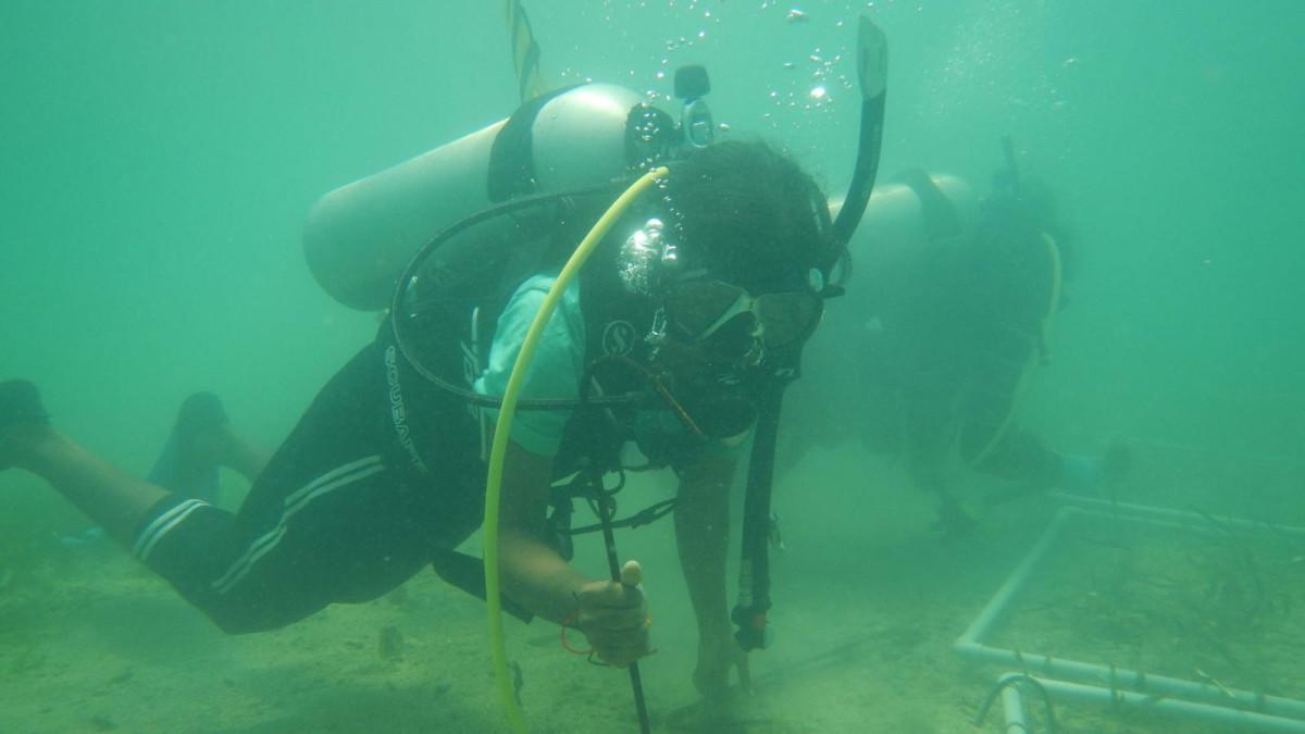 Divers Planting seagrass