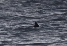 Great white shark sighted off South Coast