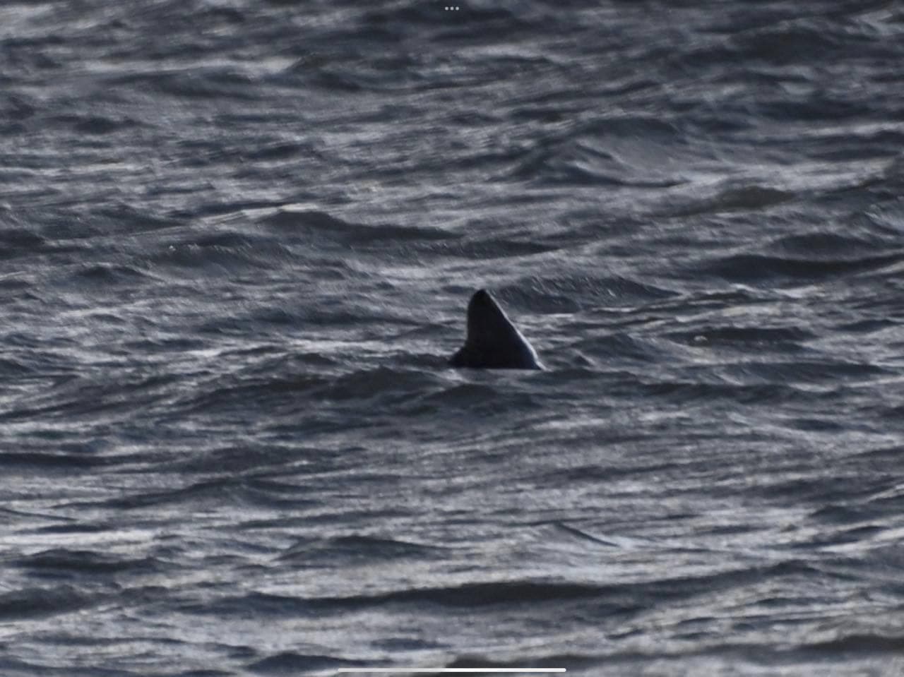 Great white shark sighted off South Coast