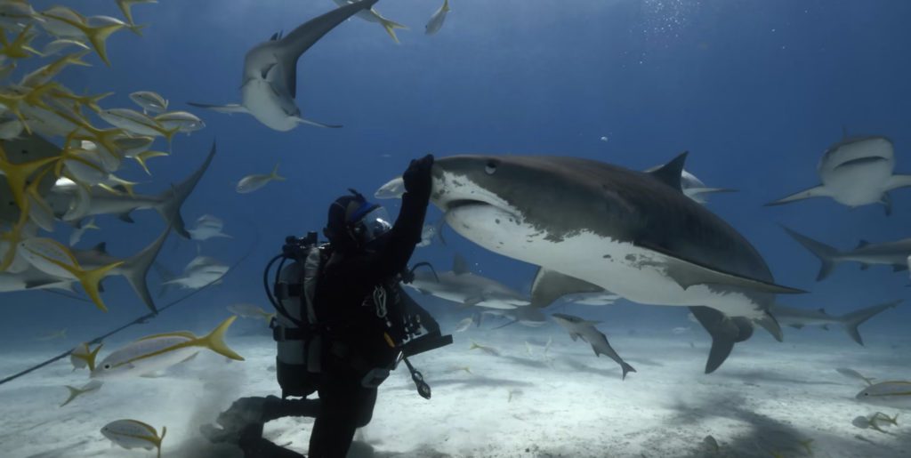 Ocean Film Festival World Tour 2022 2 Ocean Film Festival World Tour Offerings 2022
