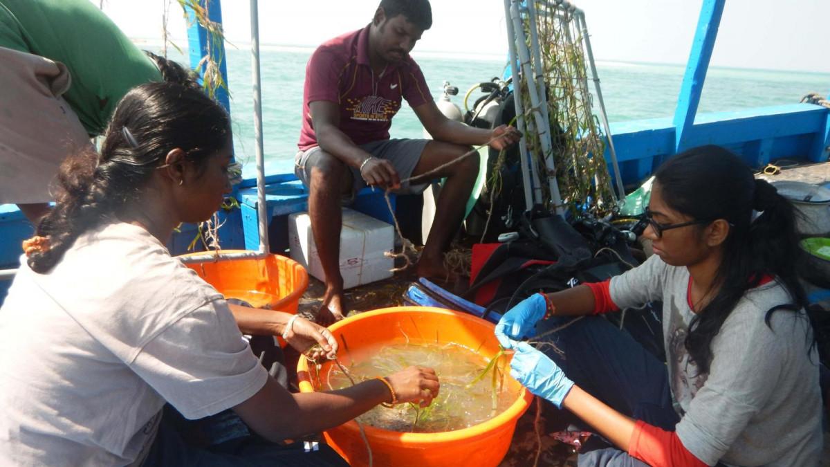 researchers helping with the seagrass project