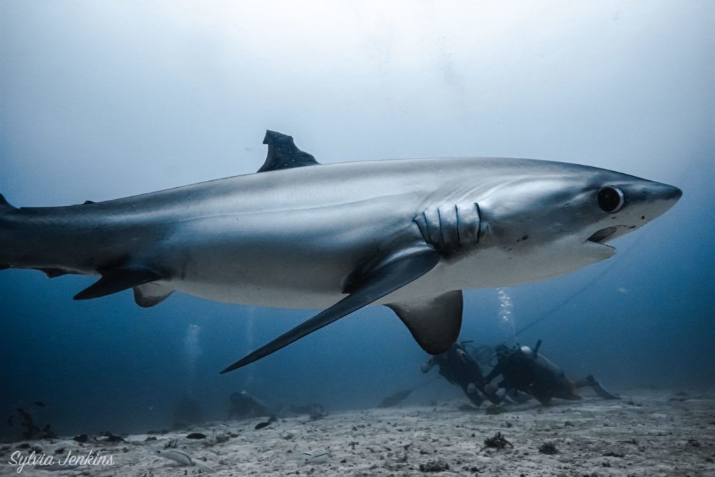 Thresher Shark Numbers Increase