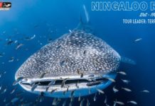 Scuba World epic diving holiday to Ningaloo Reef