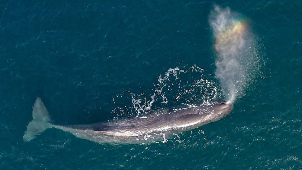 sperm whale