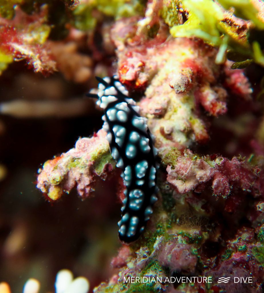 Nudibranchs Raja Ampat Creature Feature 3 Nudibranchs Raja Ampat Creature Feature