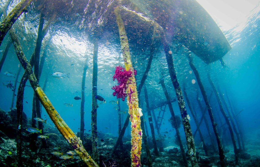 Raja Ampat Dive Sites Sauwandarek Jetty