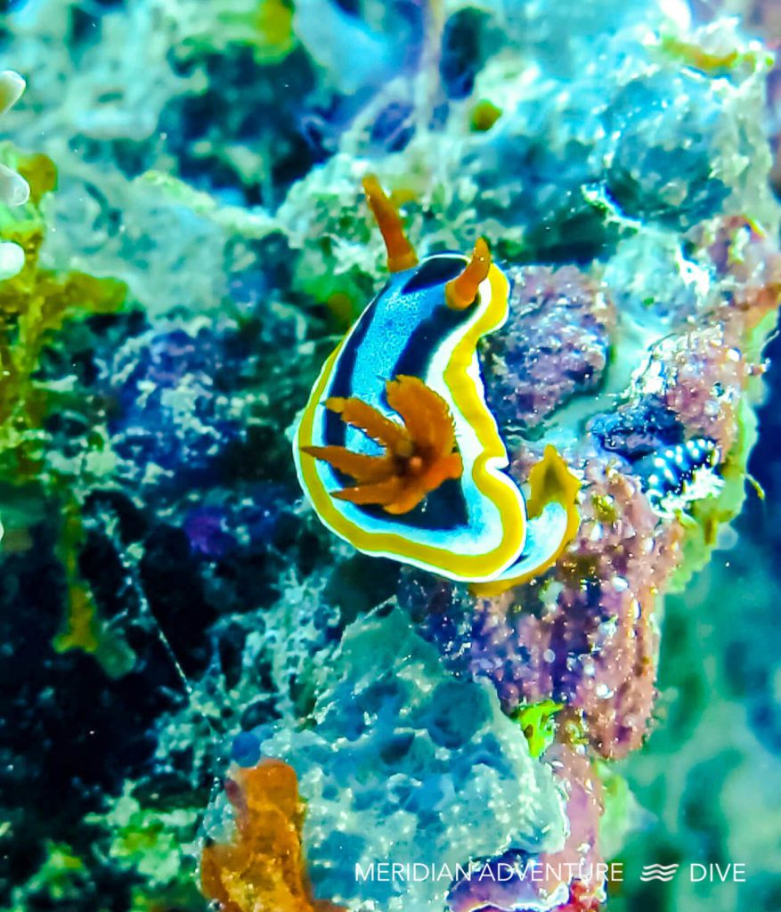 Nudibranchs Raja Ampat Creature Feature 2 Nudibranchs Raja Ampat Creature Feature