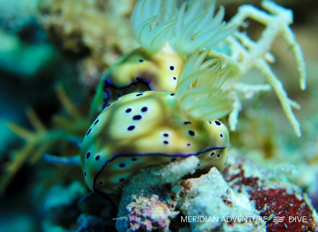 Nudibranchs Raja Ampat Creature Feature 4 Nudibranchs Raja Ampat Creature Feature