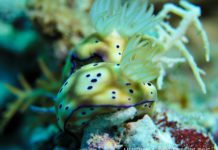 Nudibranchs Raja Ampat Creature Feature