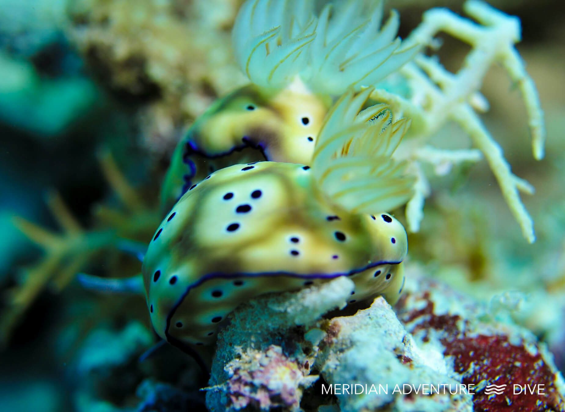 Nudibranchs Raja Ampat Creature Feature