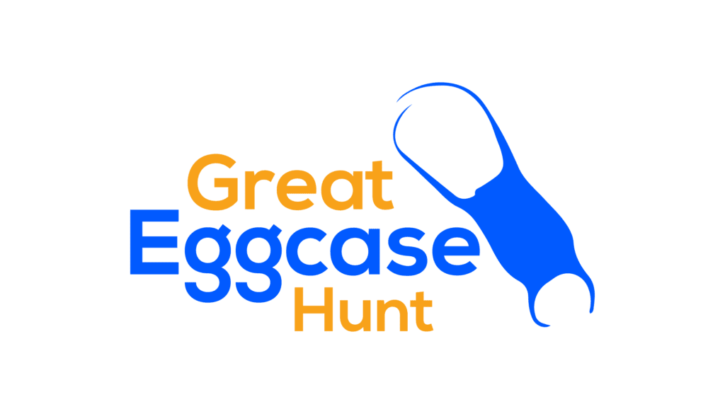 Great Eggcase Hunt 2