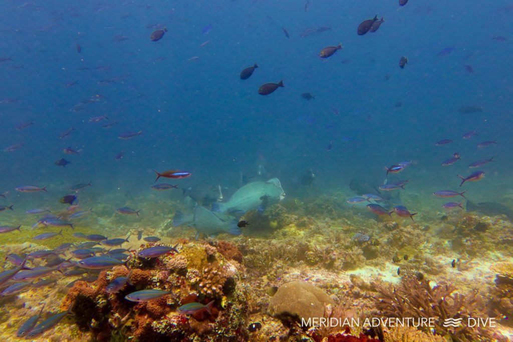 Bumphead Parrotfish the Raja Ampat Creature Feature 1 Bumphead Parrotfish the Raja Ampat Creature Feature