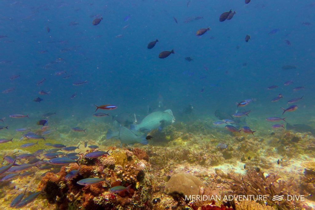 Bumphead Parrotfish the Raja Ampat Creature Feature