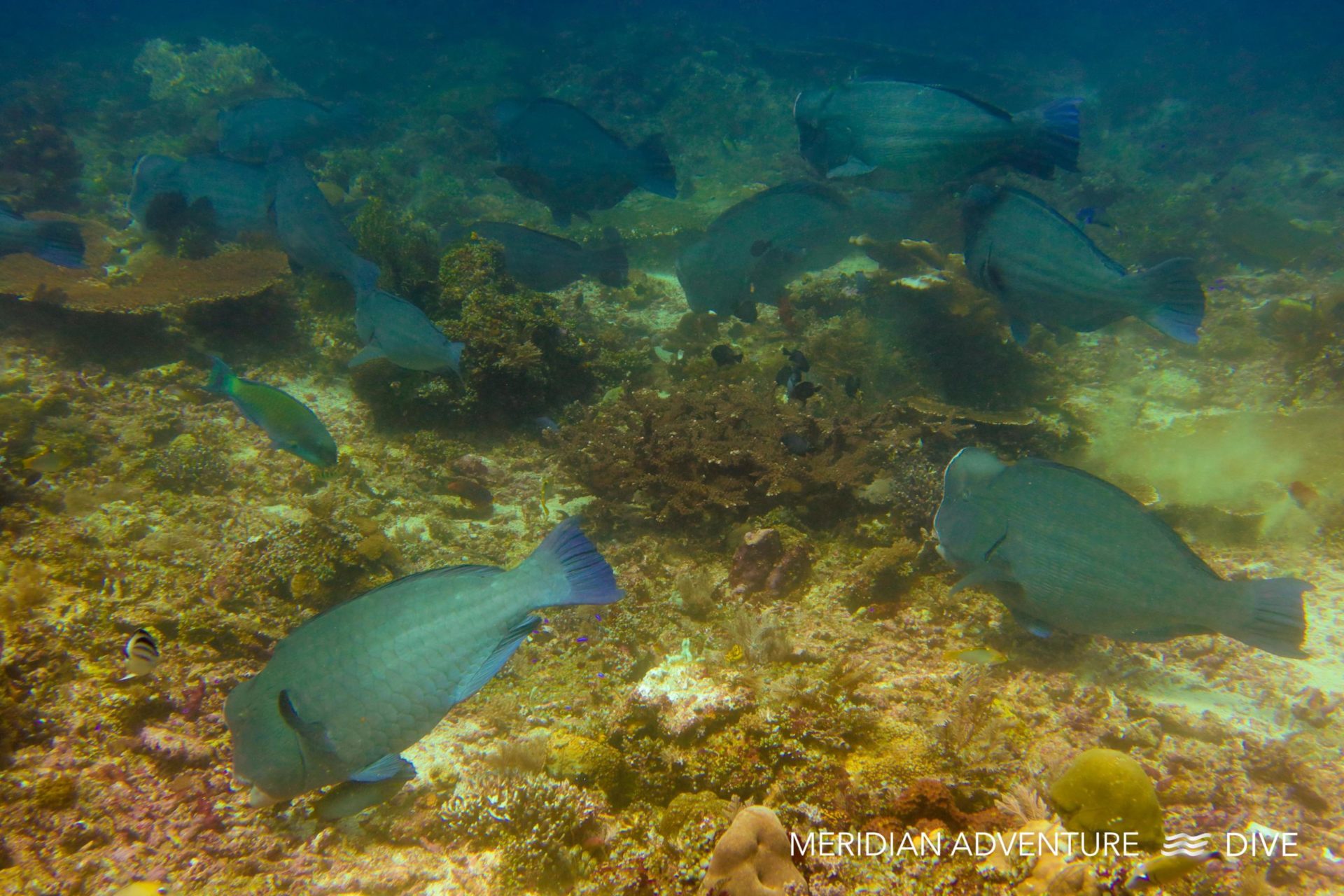 Munch Time with the Bumphead Parrotfish