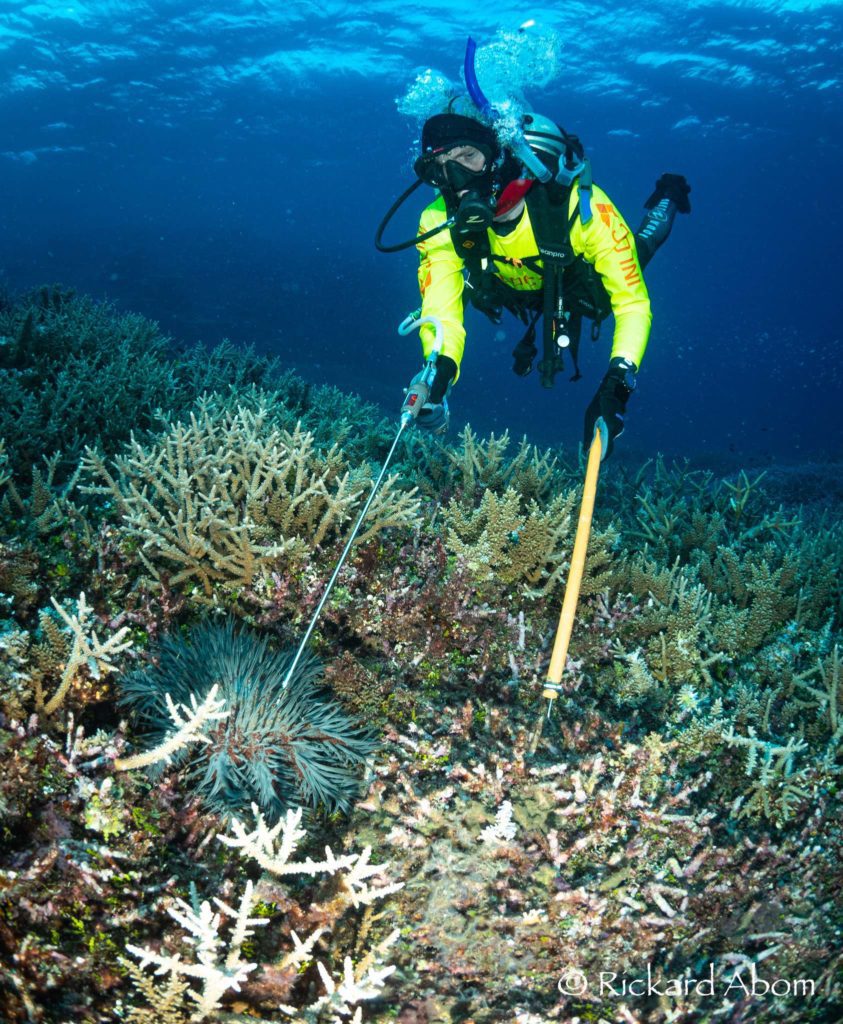 Crown of thorns Starfish Control Program diver in action protecting Great Barrier Reef corals. Credit: Rickard Abom