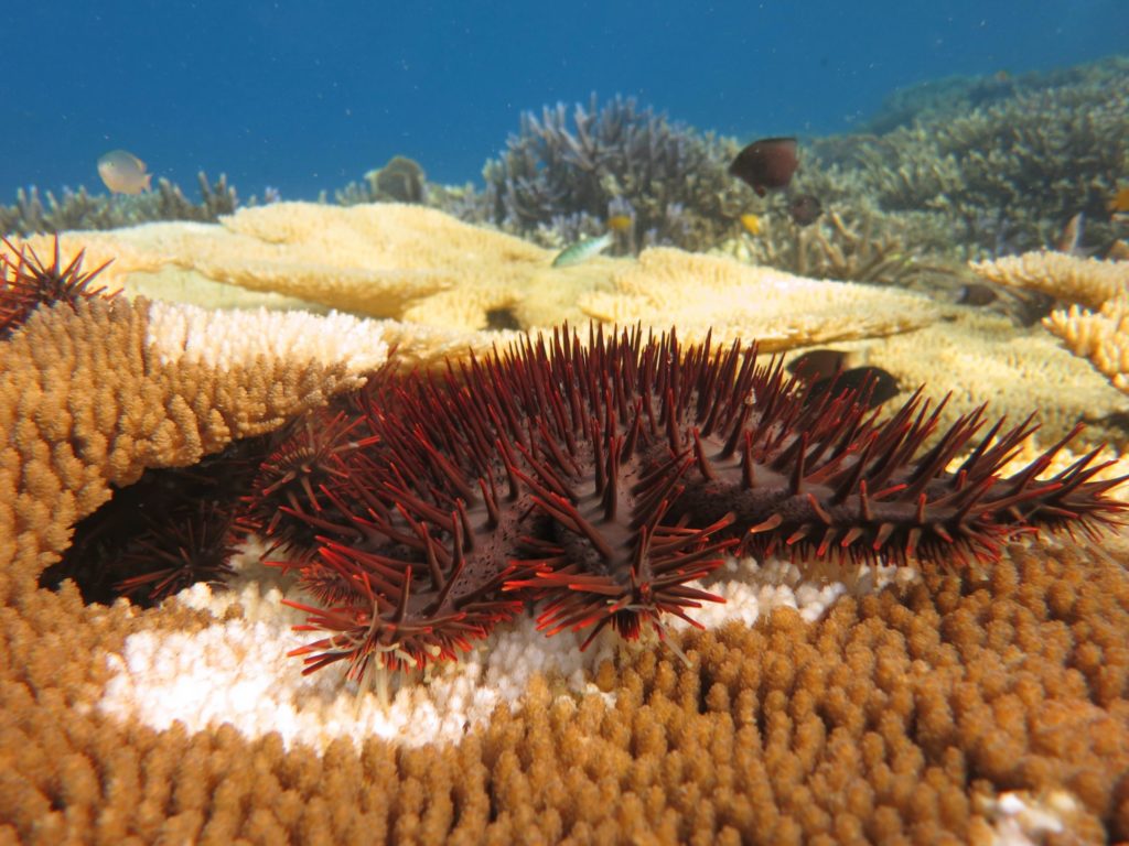 Reef Star Wars 1 Crown-of-thorns starfish feeding on coral. Credit: Supplied by Mary Bonin Great Barrier Reef Foundation