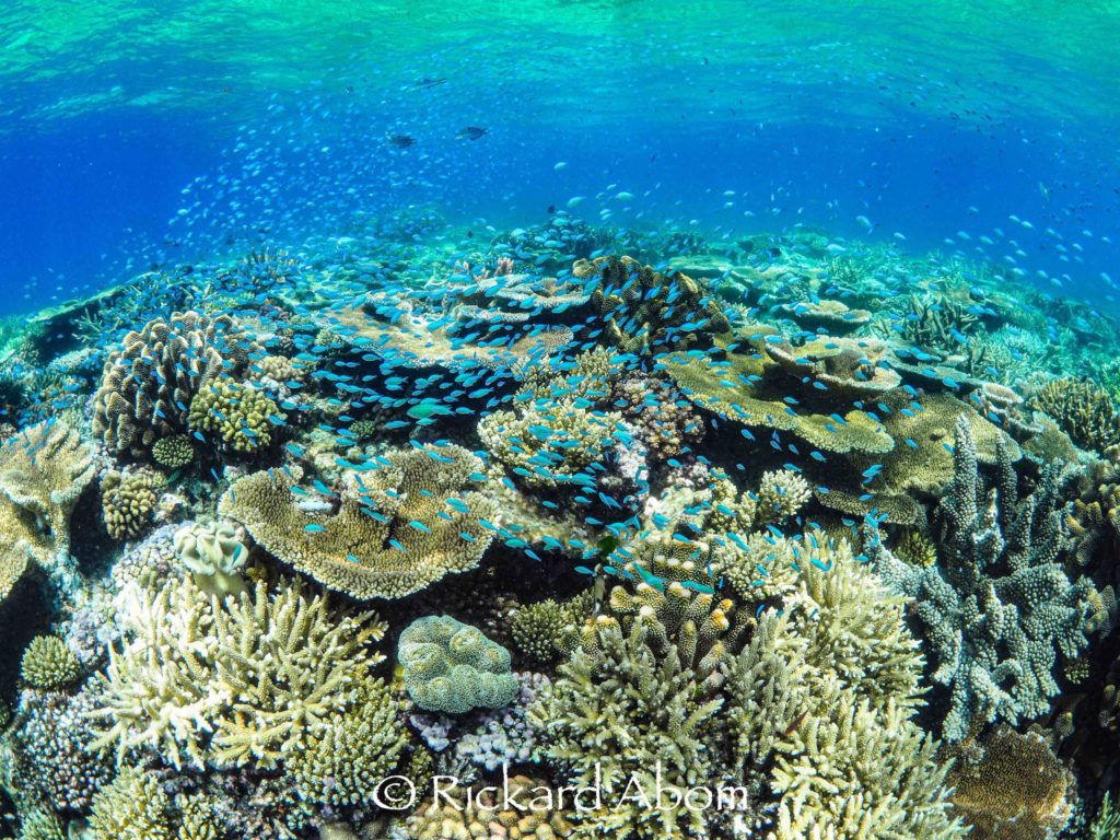 Healthy coral reef. Credit: Rick Abom RRRC