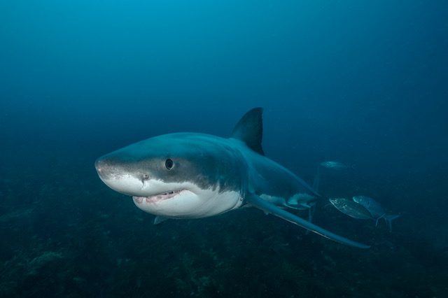 Great White Shark 12 Shades of Grey 