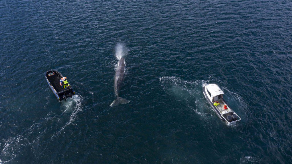 sperm whale