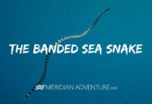 Highly Venomous Banded Sea Snake