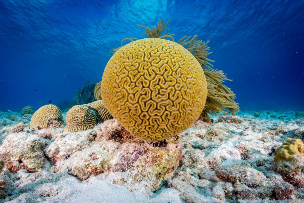 coral reefs