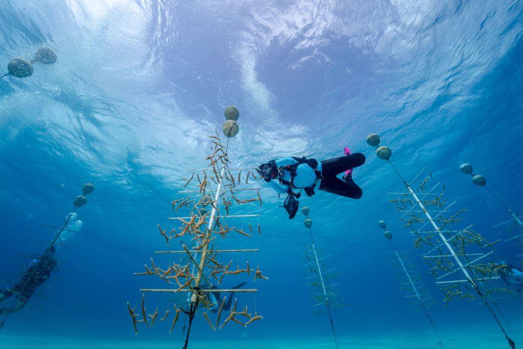 What YOU can do to help coral reefs 6 coral reefs