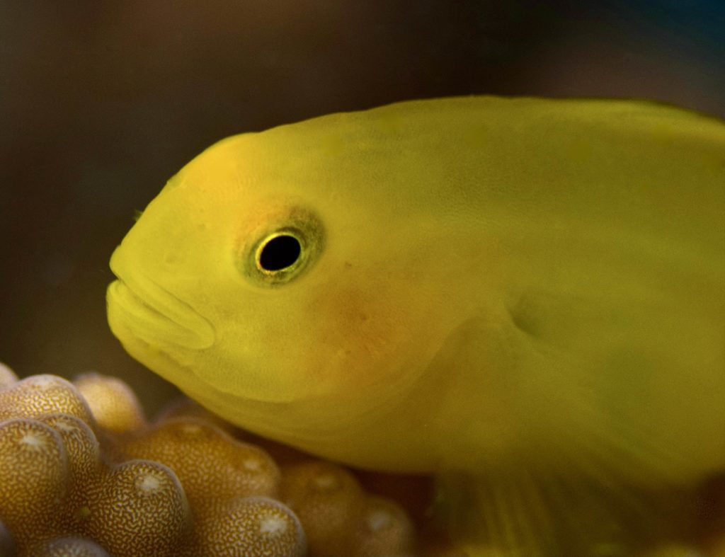 Critters of the Great Barrier Reef Yellow Coral Goby