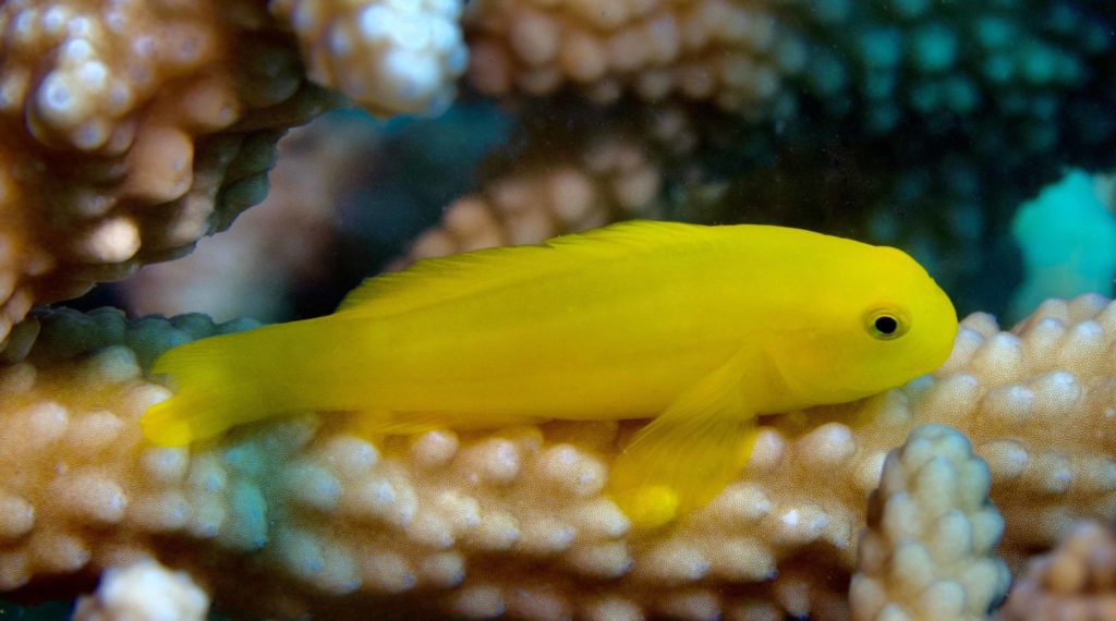 Critters of the Great Barrier Reef Yellow Coral Goby
