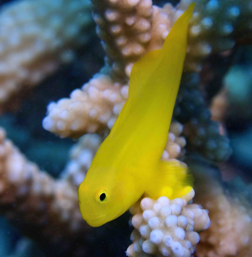 Critters of the Great Barrier Reef Yellow Coral Goby 2 Critters of the Great Barrier Reef Yellow Coral Goby