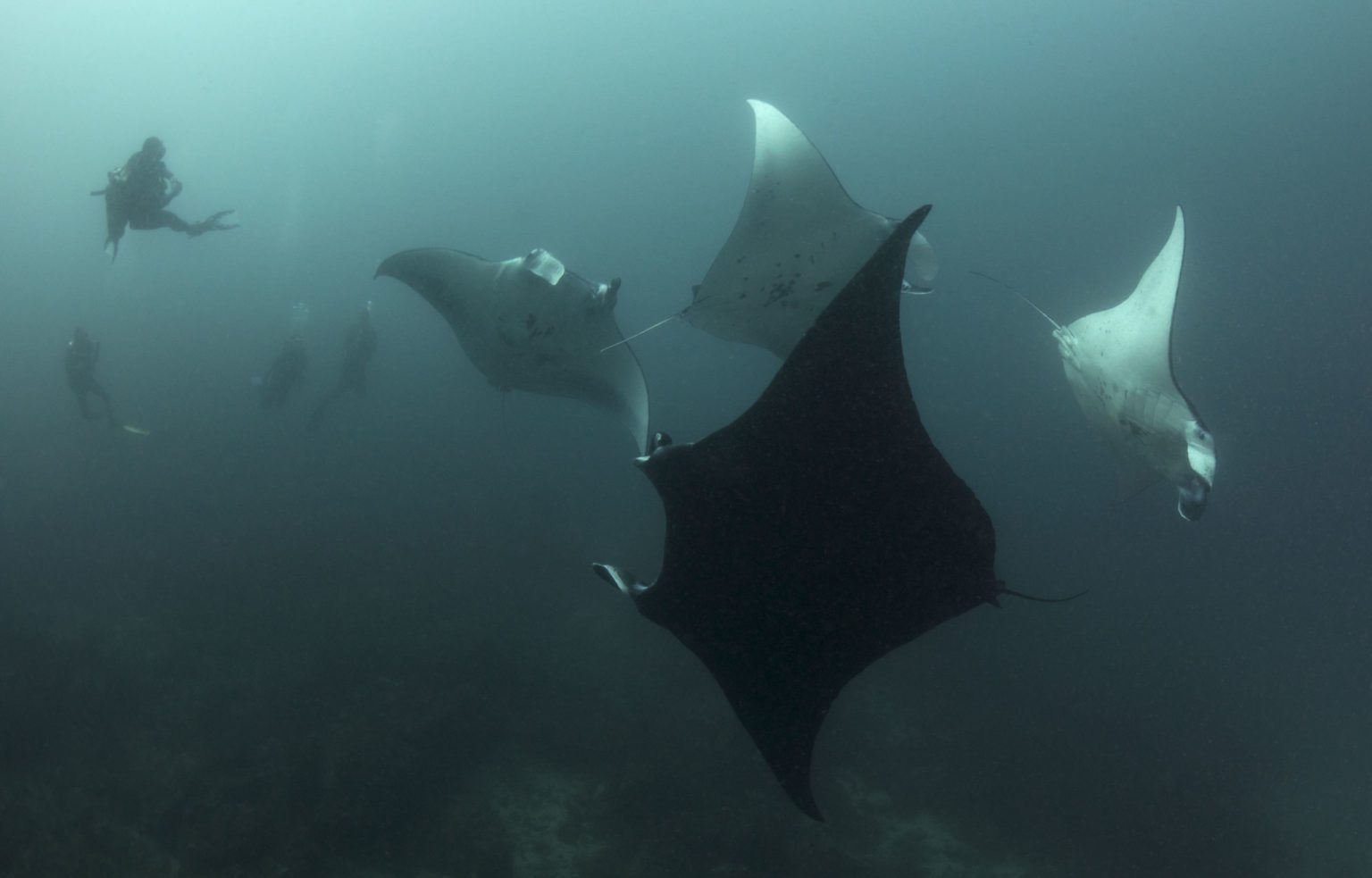 Manta Tourism at Komodo National Park