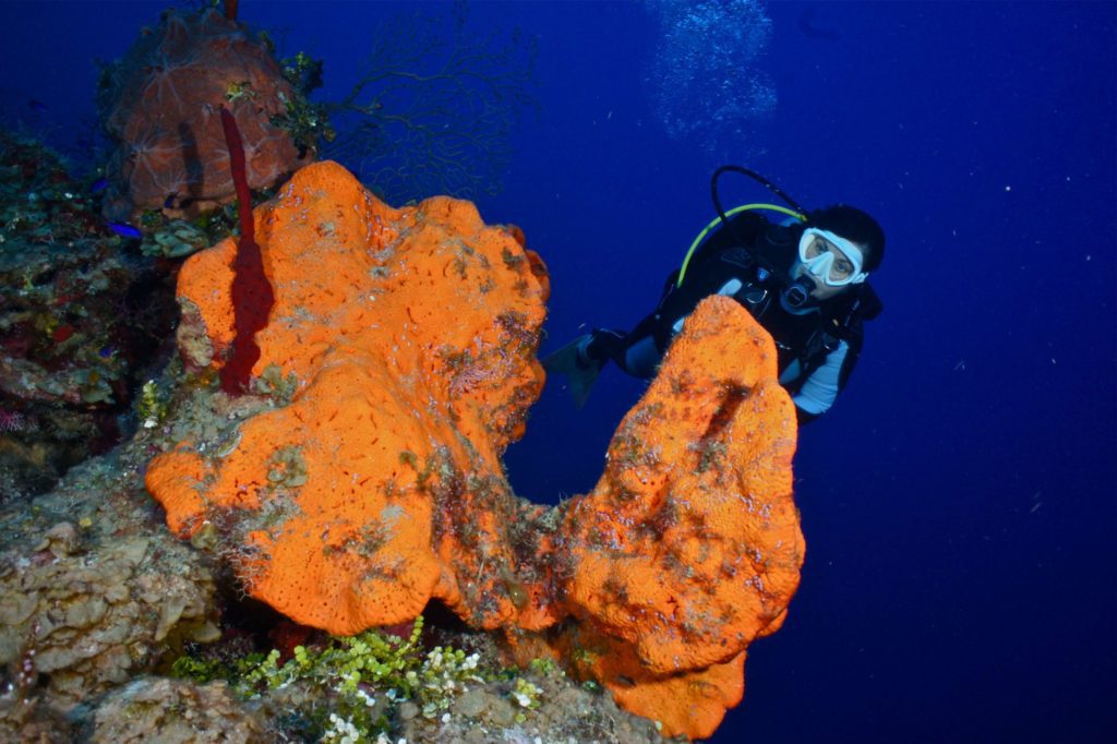 Scuba Diving Cayman Islands