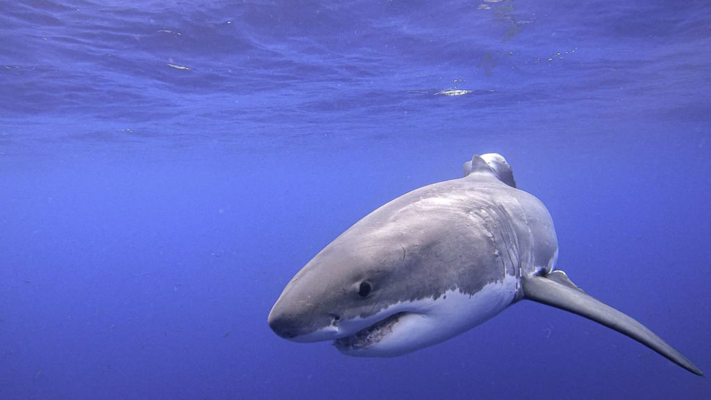 Rule of third applied to a great white shark