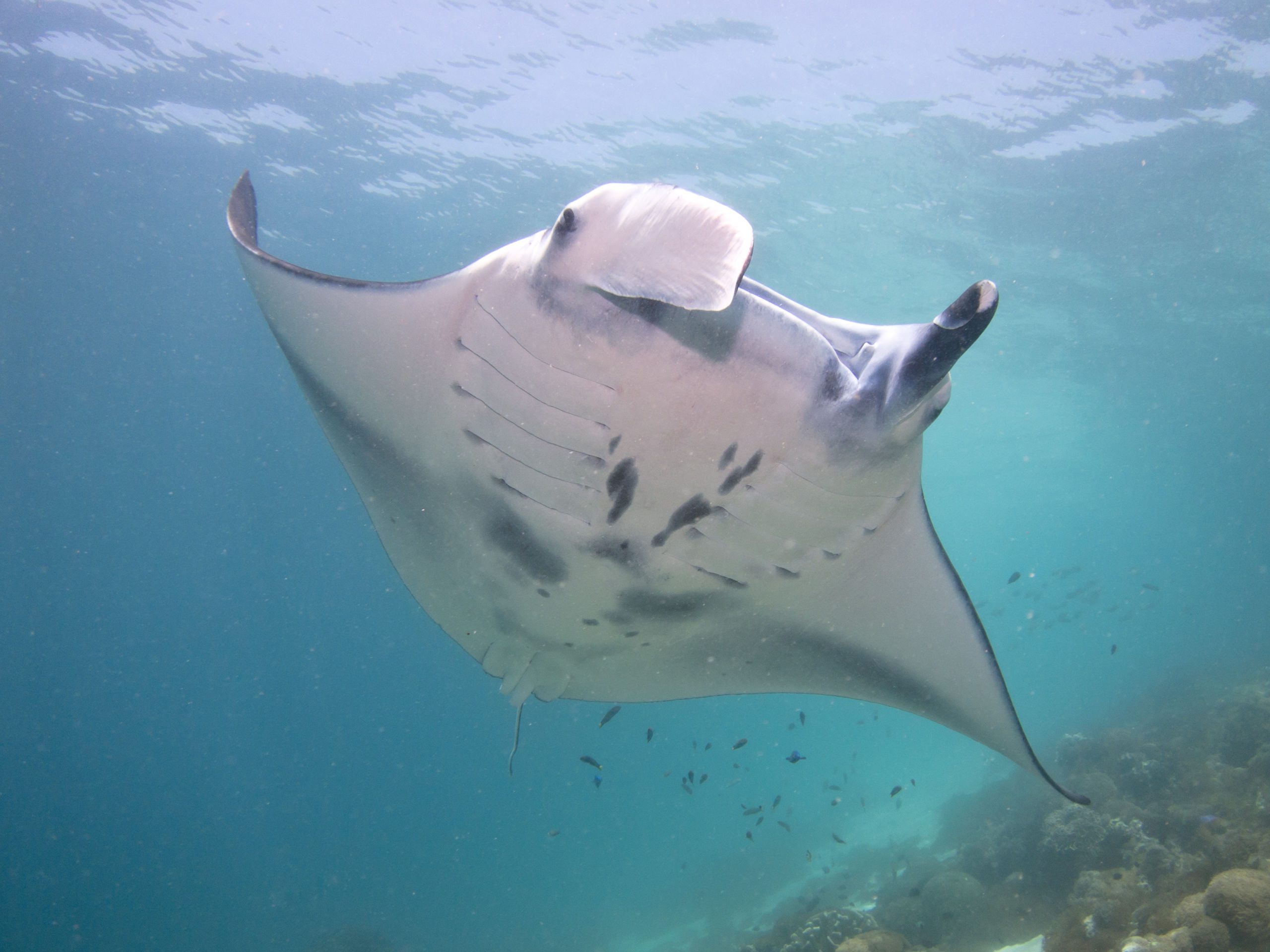 Manta on cleaning station in Komodo National Park