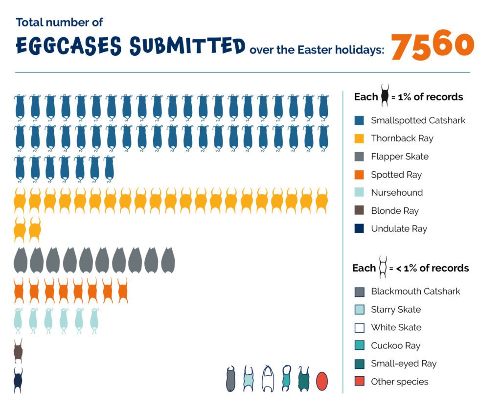 Shark Trust delighted at bumper Easter Eggcase Hunt results 2 eggcase hunt