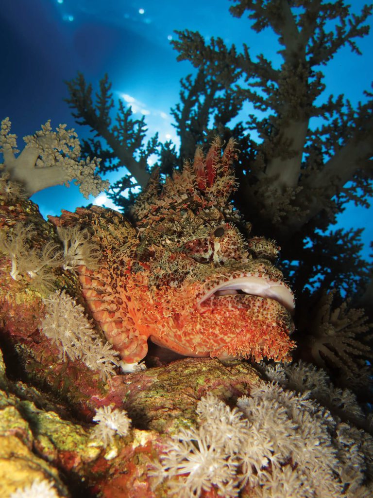 Fish - Euro-Divers Red Sea
