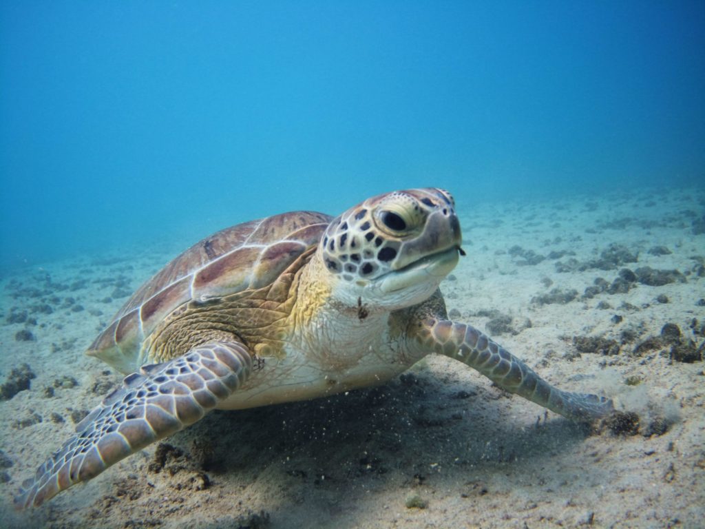 10 top tips for action camera users 13 Turtle shot with DCC