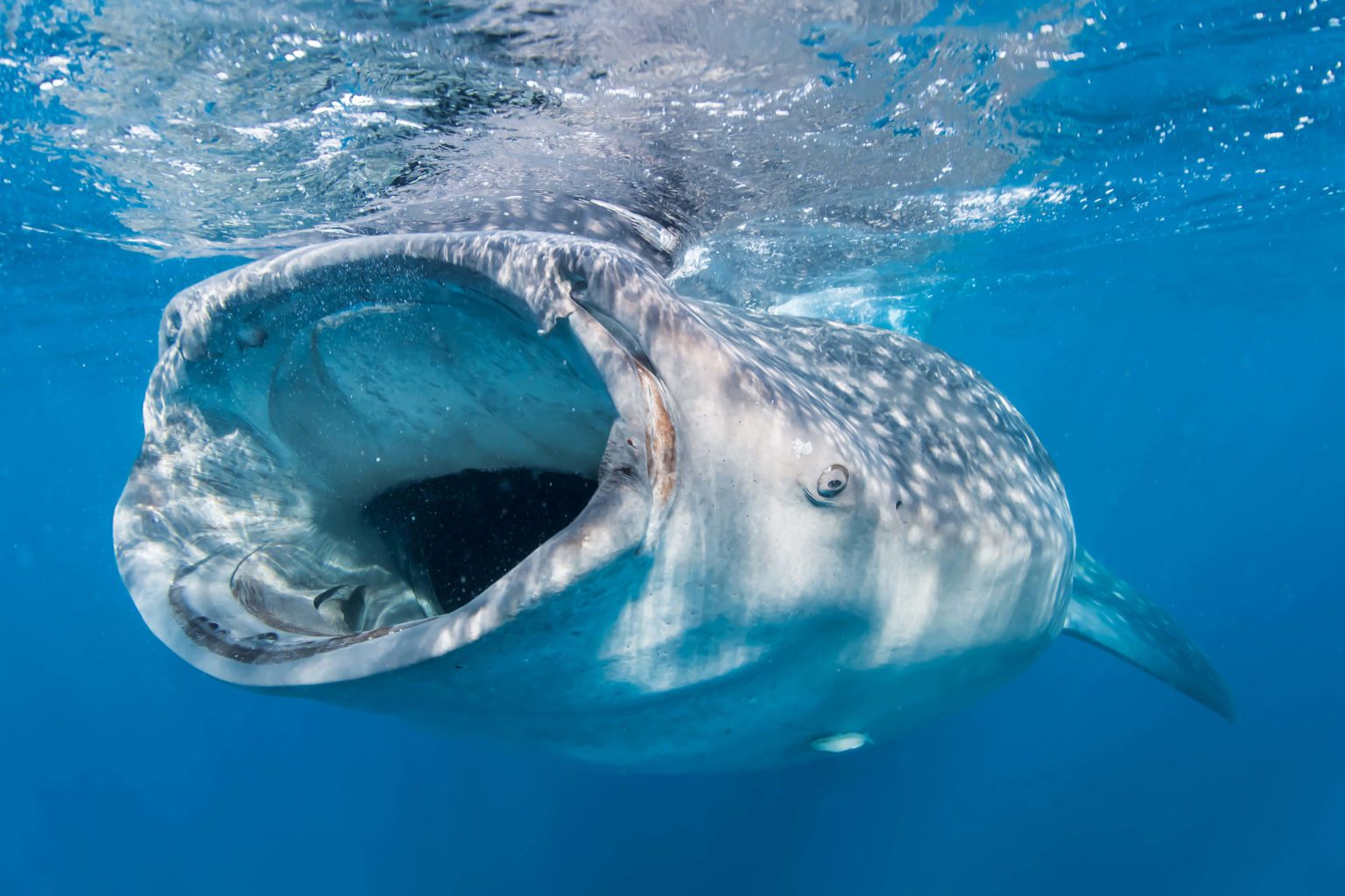 Oslob Whale Shark - Atlantis Dive Resort & Liveaboards
