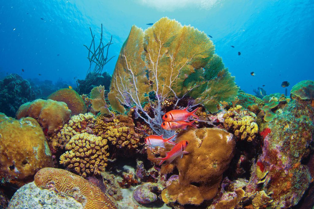Buddy Dive Resort Coral