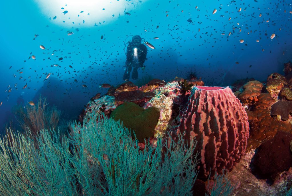 Best Places For Scuba Diving In Koh Samui 2 Diver on Reef - Scuba Diving In Koh Samui