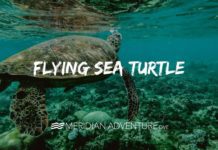 Flying Sea Turtle