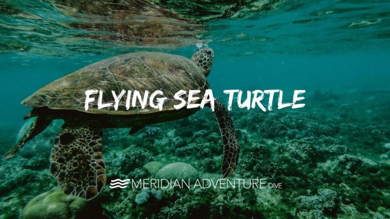 Flying Sea Turtle