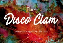 The Mesmerising Disco Clam