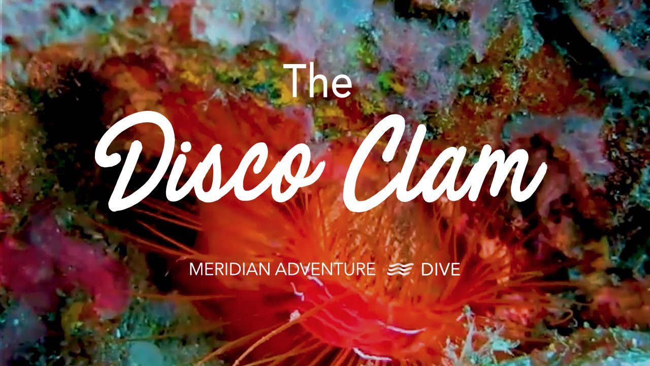 The Mesmerising Disco Clam