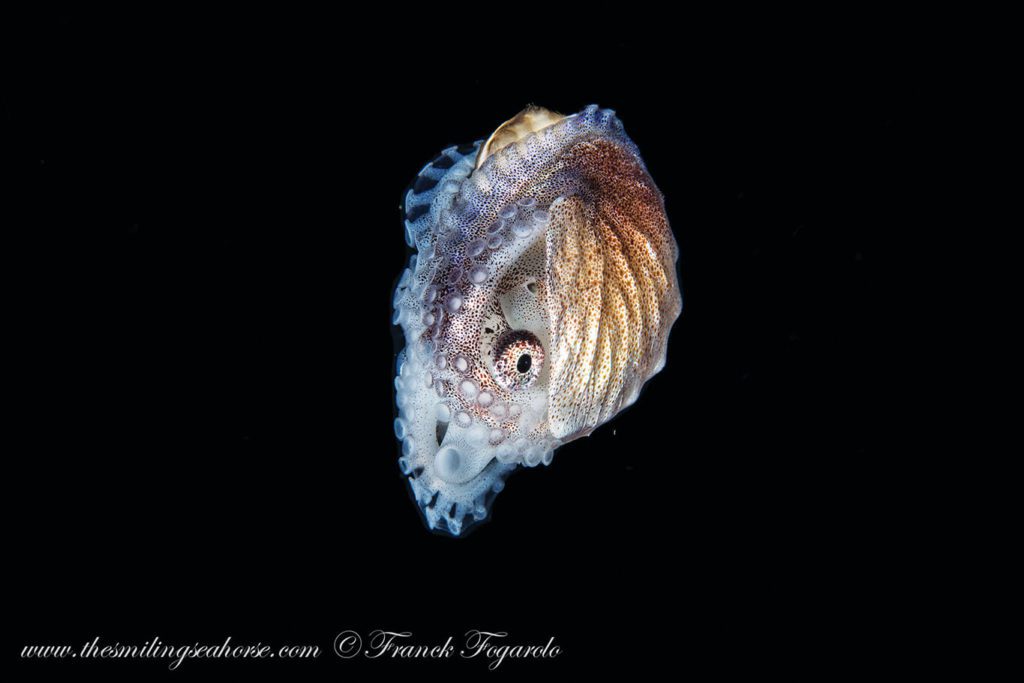 Blackwater Photography - Smiling Seahorse Liveaboard