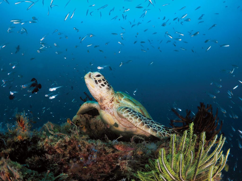 Euro-Divers Maldives 2 Turtle - Euro-Divers Maldives