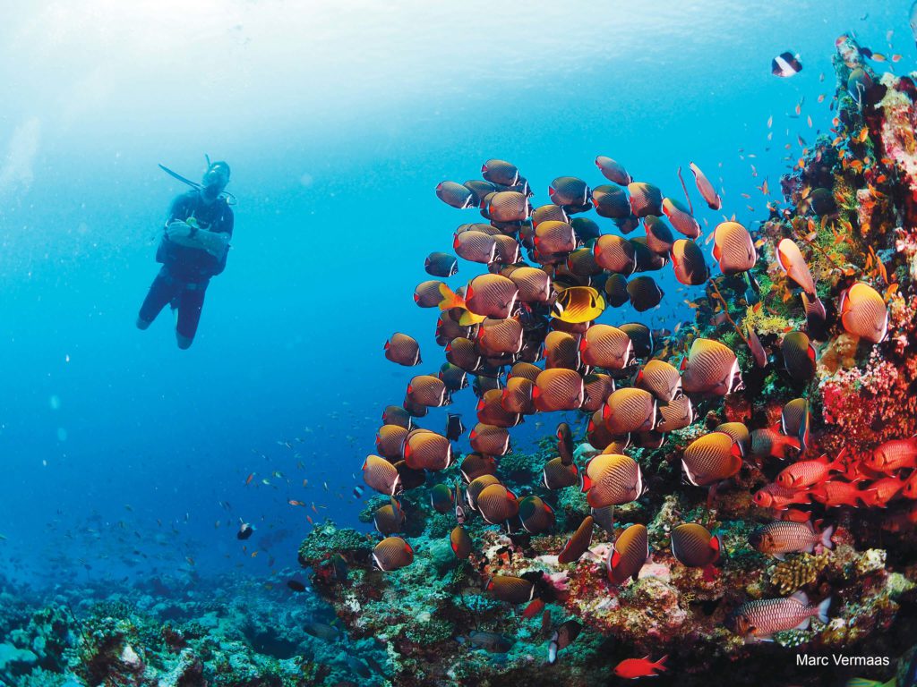 School of Fish - Euro-Divers Maldives